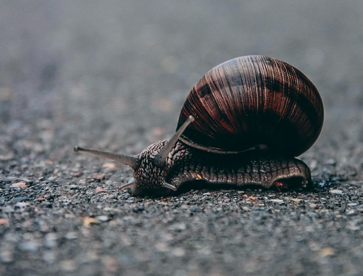 Slow as a snail
